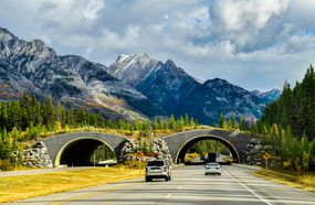 野生动物桥横贯加拿大班夫的高速公路