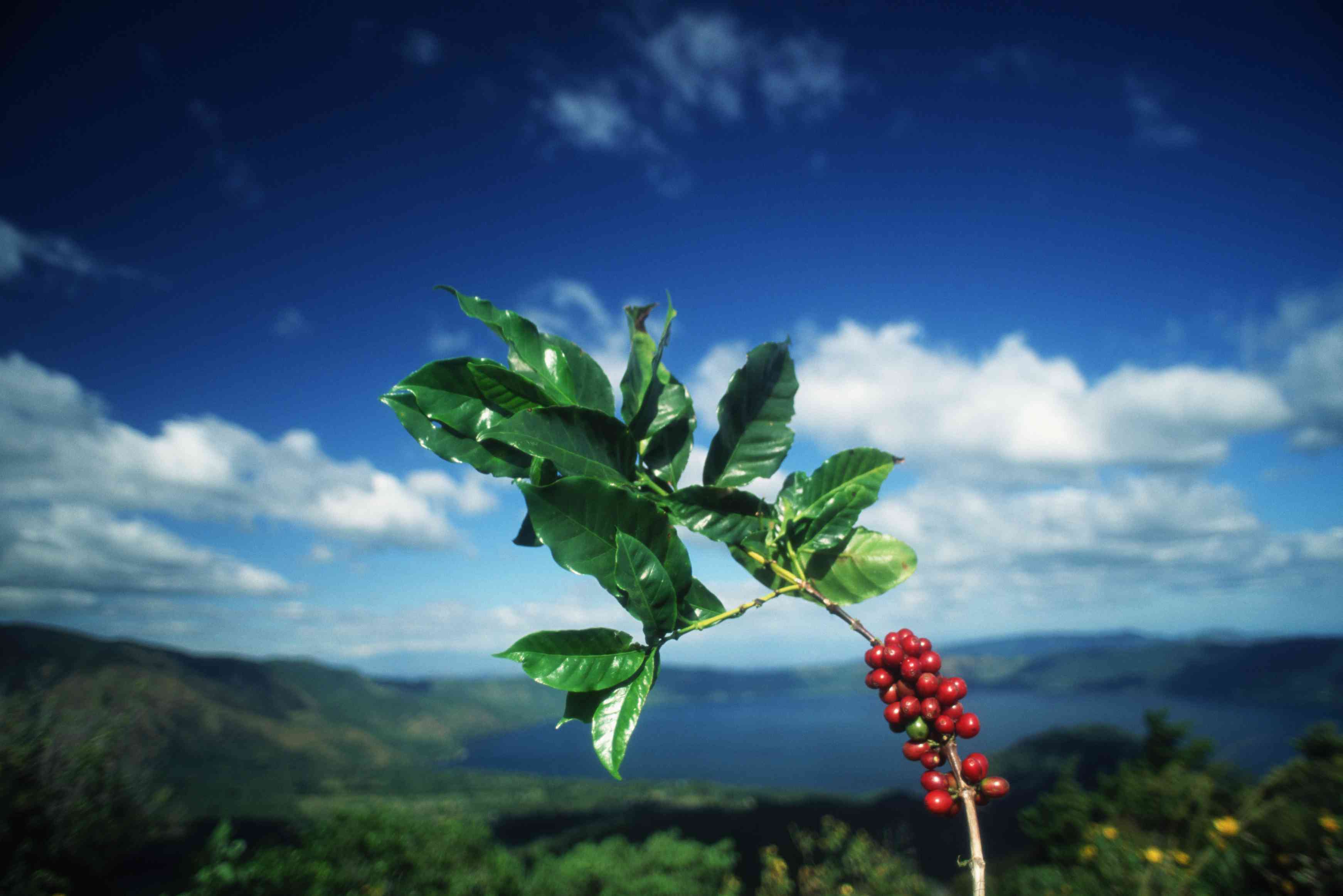 咖啡树的一根树枝，红色的果实和背景中的山