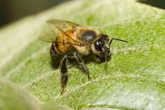 An Africanized bee lands on a green leaf.