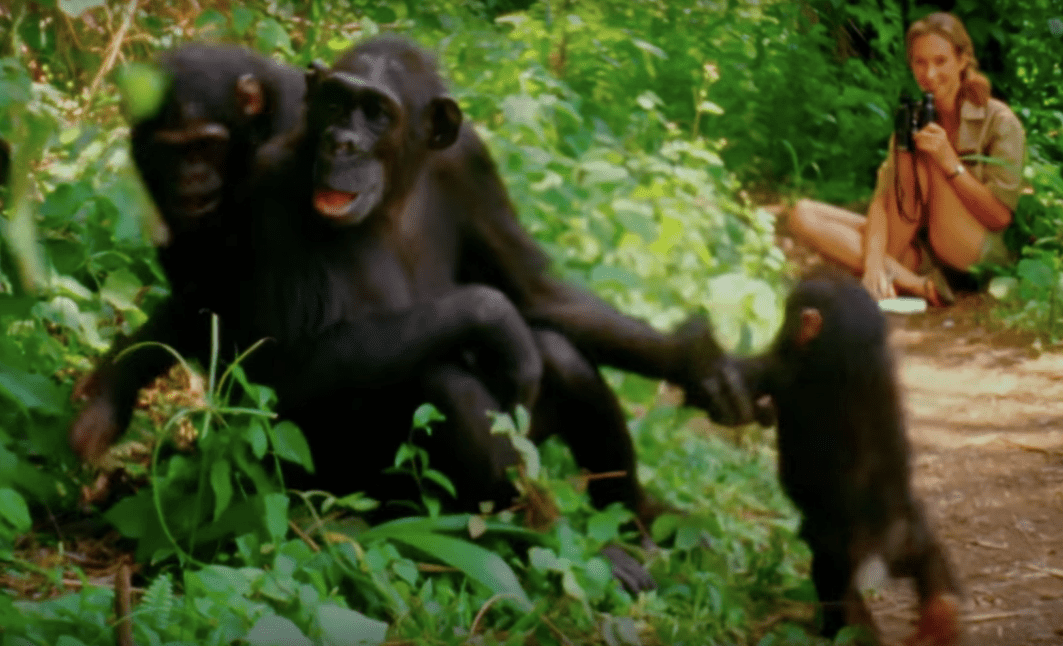 来自简·古道尔（Jane Goodall）的科学家纪录片，观察黑猩猩的纪录片。