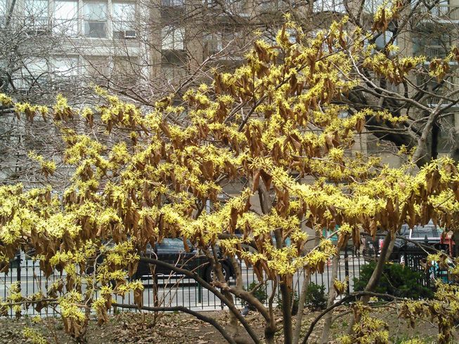 纽约市的一棵金缕梅树展示了它的叶子保存能力