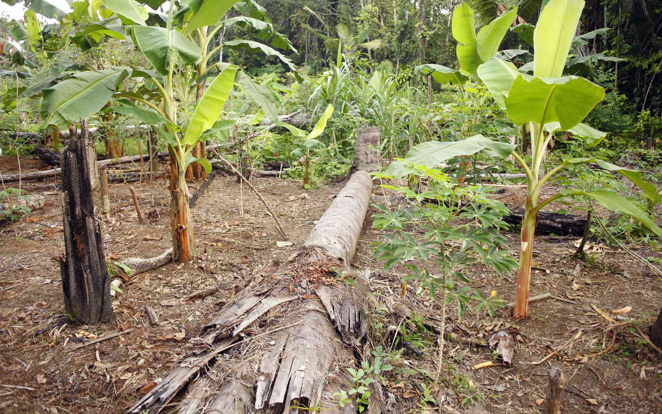 香蕉和玛尼奥克植物在秘鲁亚马逊的斜线和燃烧农作物中生长。