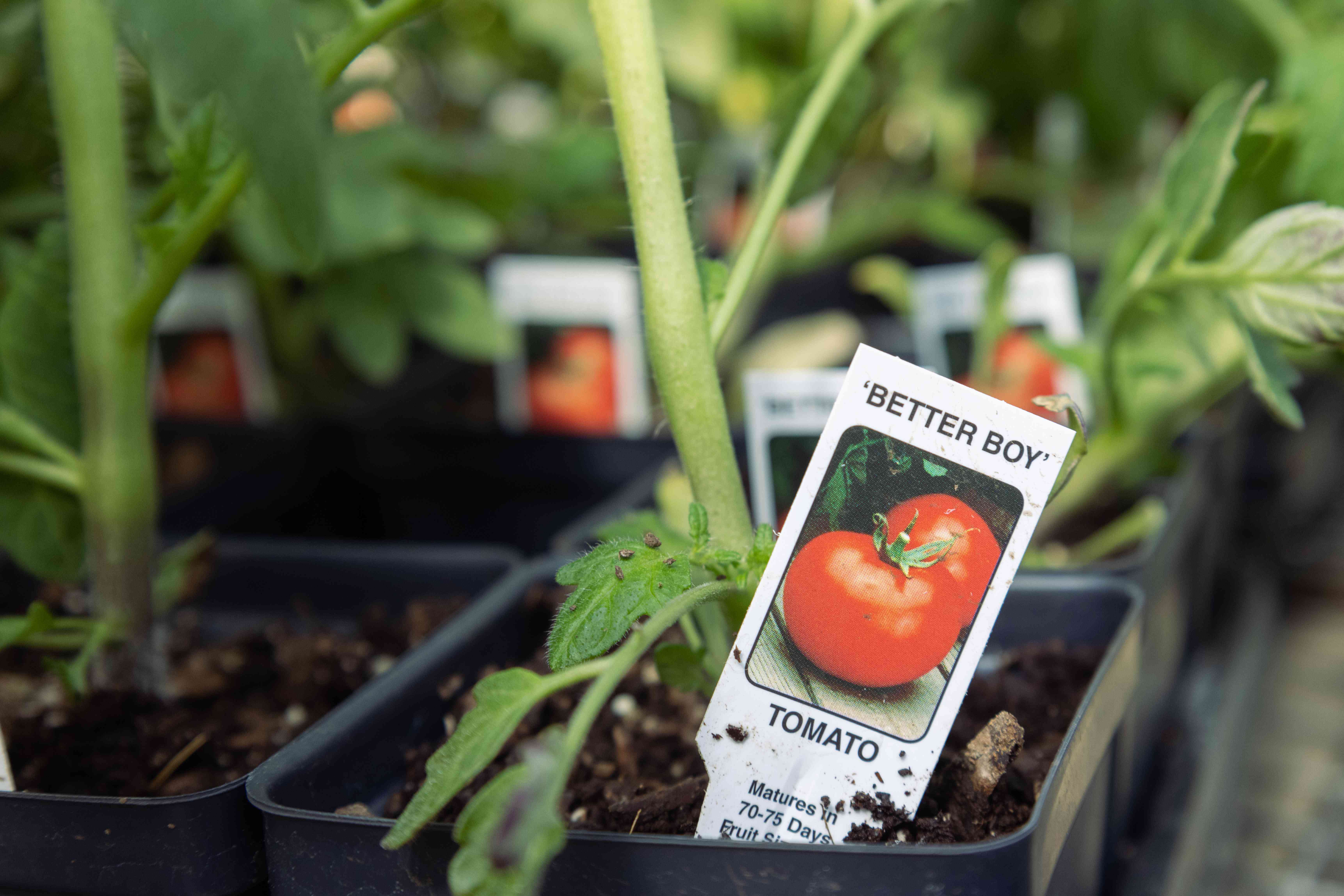 带有标签的多个番茄启动植物