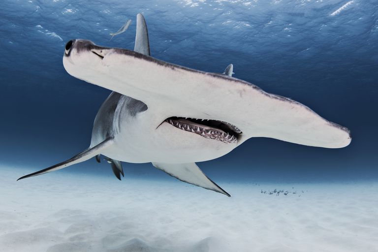 这是一条巨大的双髻鲨在海面附近游动时的照片。＂class=
