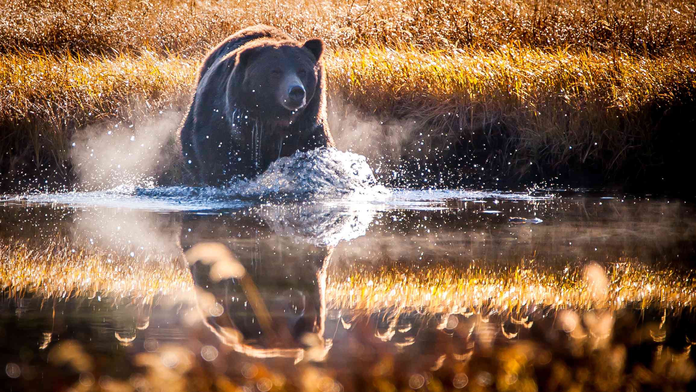 在黄石国家公园，灰熊穿过池塘时的倒影＂width=
