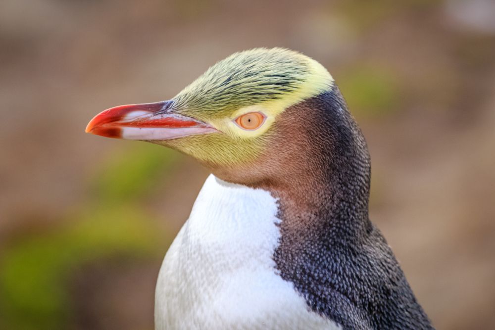 一只红嘴黄眼的企鹅的特写镜头＂width=
