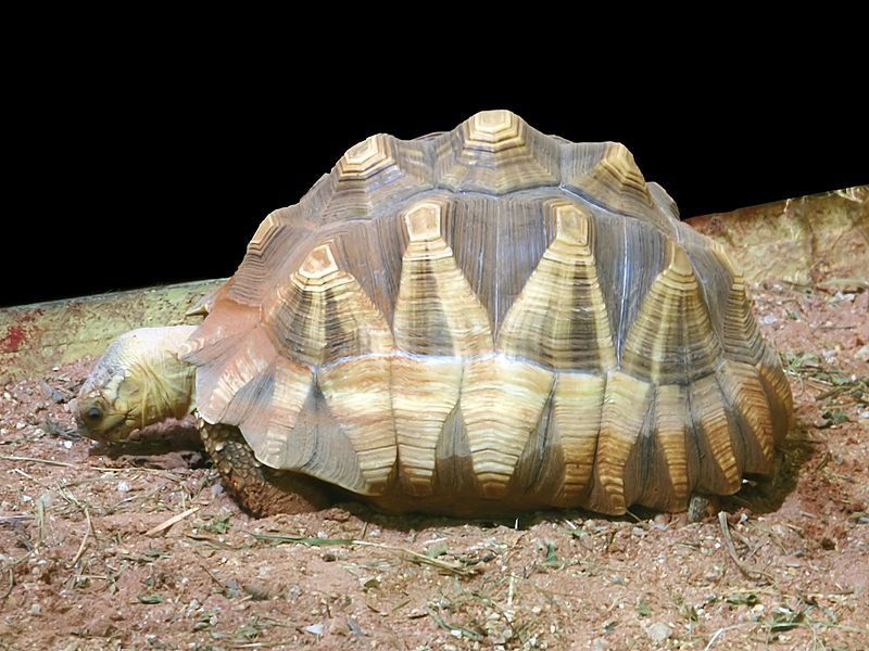 棕色和黄色的安哥诺卡龟在泥土上休息＂width=