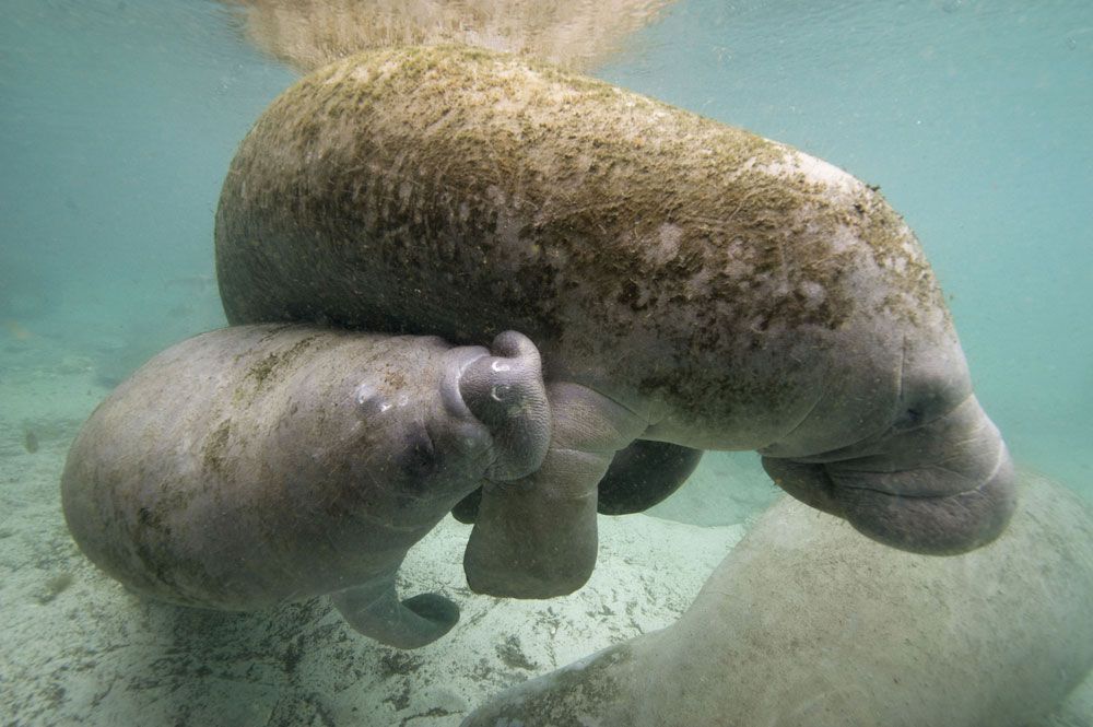 海牛和小牛