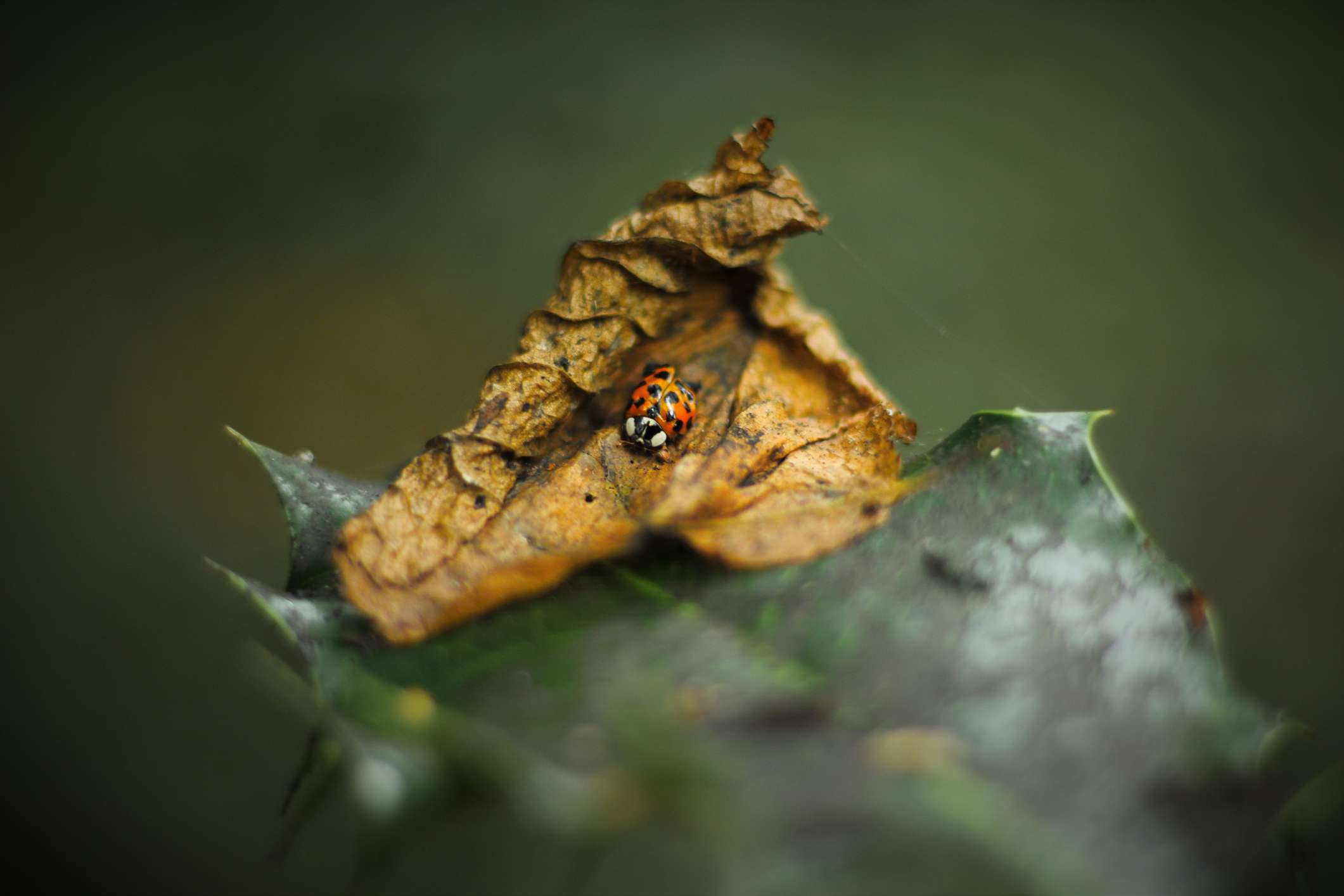 一只瓢虫在一片干瘪的棕色叶子上。