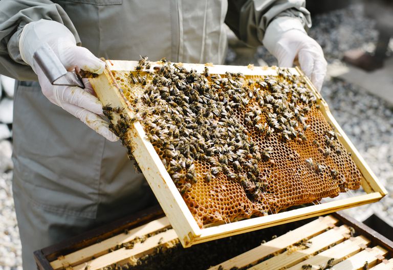 养蜂人在他的花园里检查他的蜂箱，蜜蜂在蜂巢上