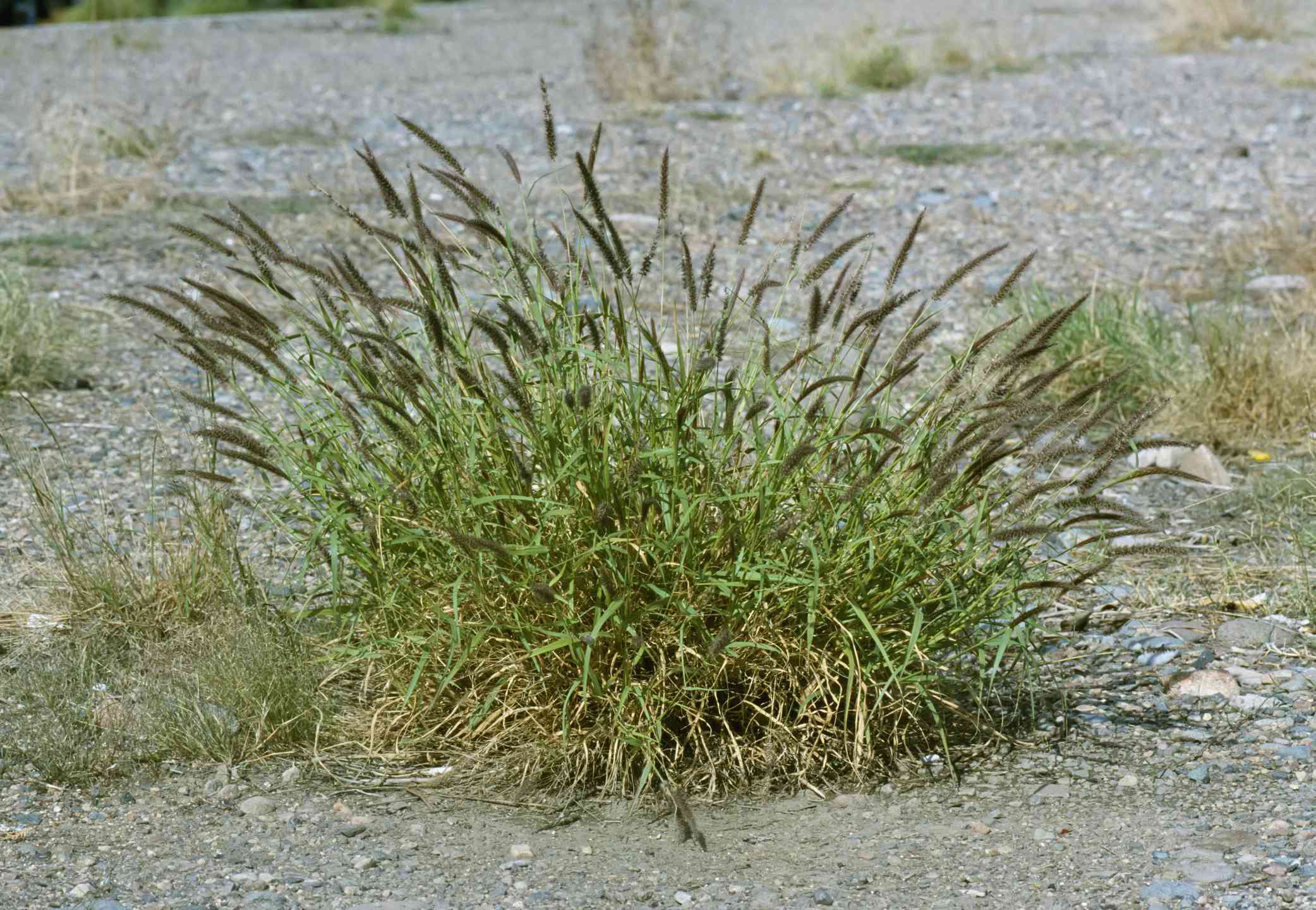 水牛草，一种入侵植物＂width=