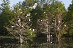路易斯安那州阿查帕拉亚盆地的一群嵌套ibises群。