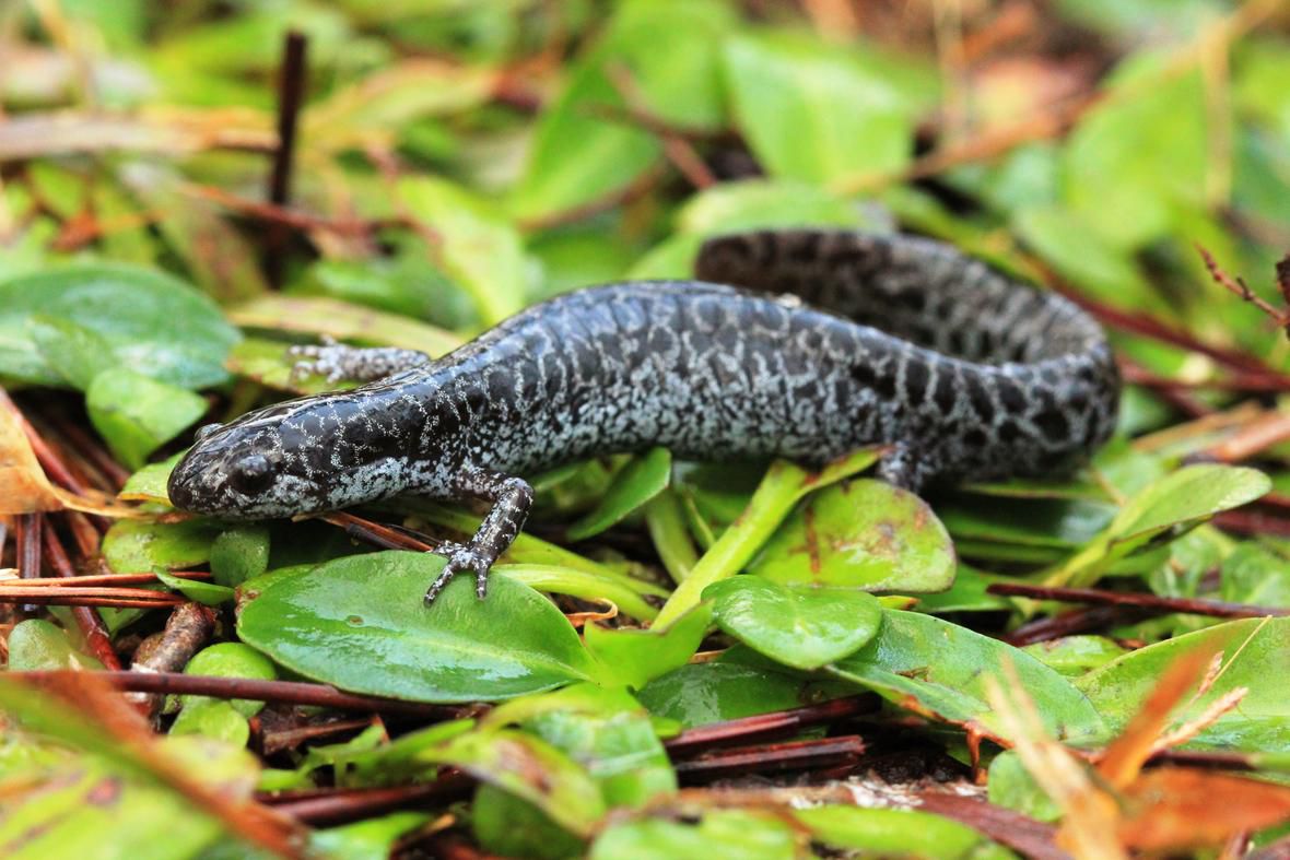 Flatwoods Salamander蓝色和黑色豹子斑点萨拉曼德“width=