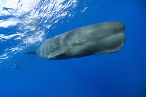 海洋中的抹香鲸”width=