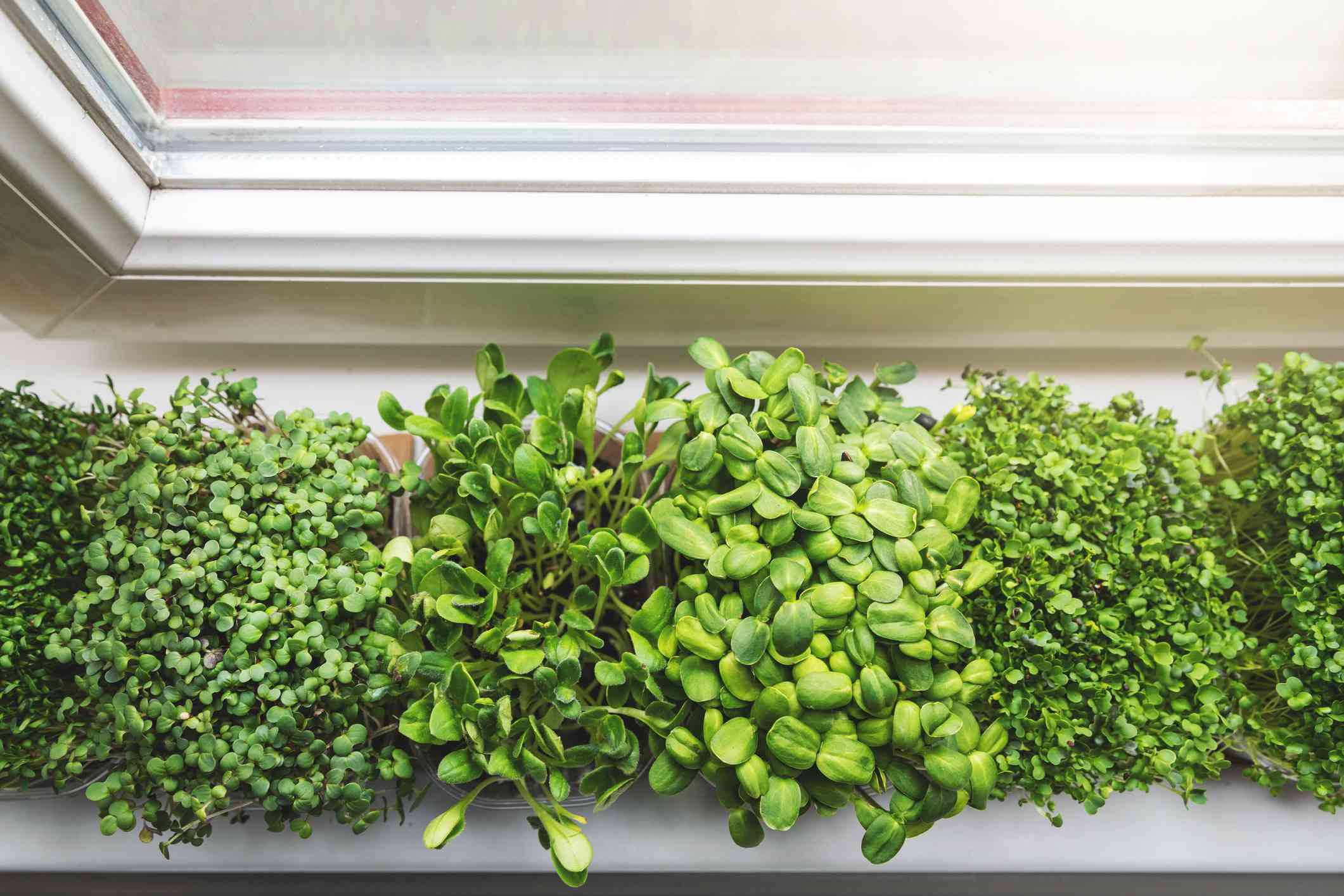 厨房花园 - 新鲜的原始微型绿色在家中生长在窗台上