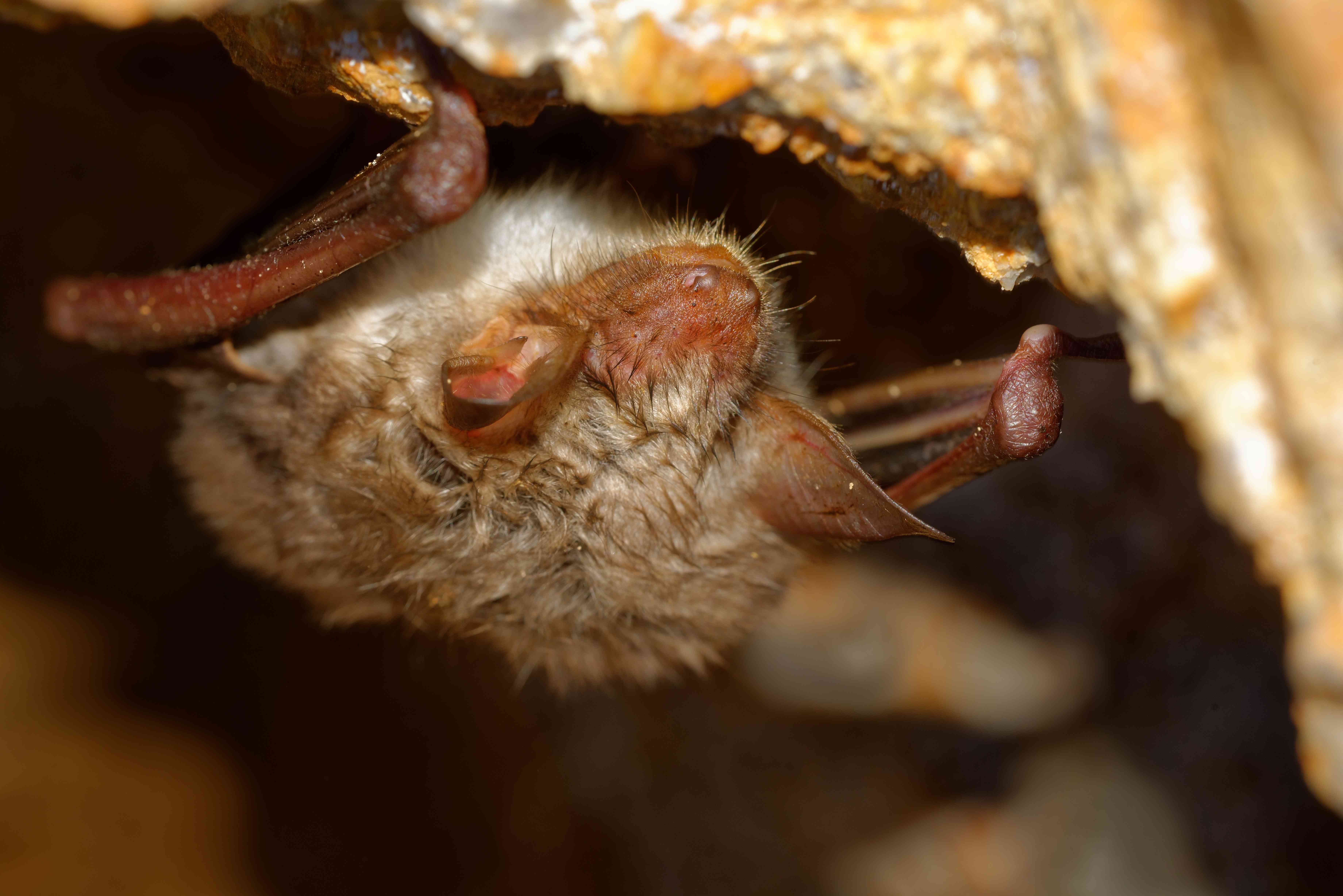 大鼠耳草属的蝙蝠,在野外生活了22年”width=