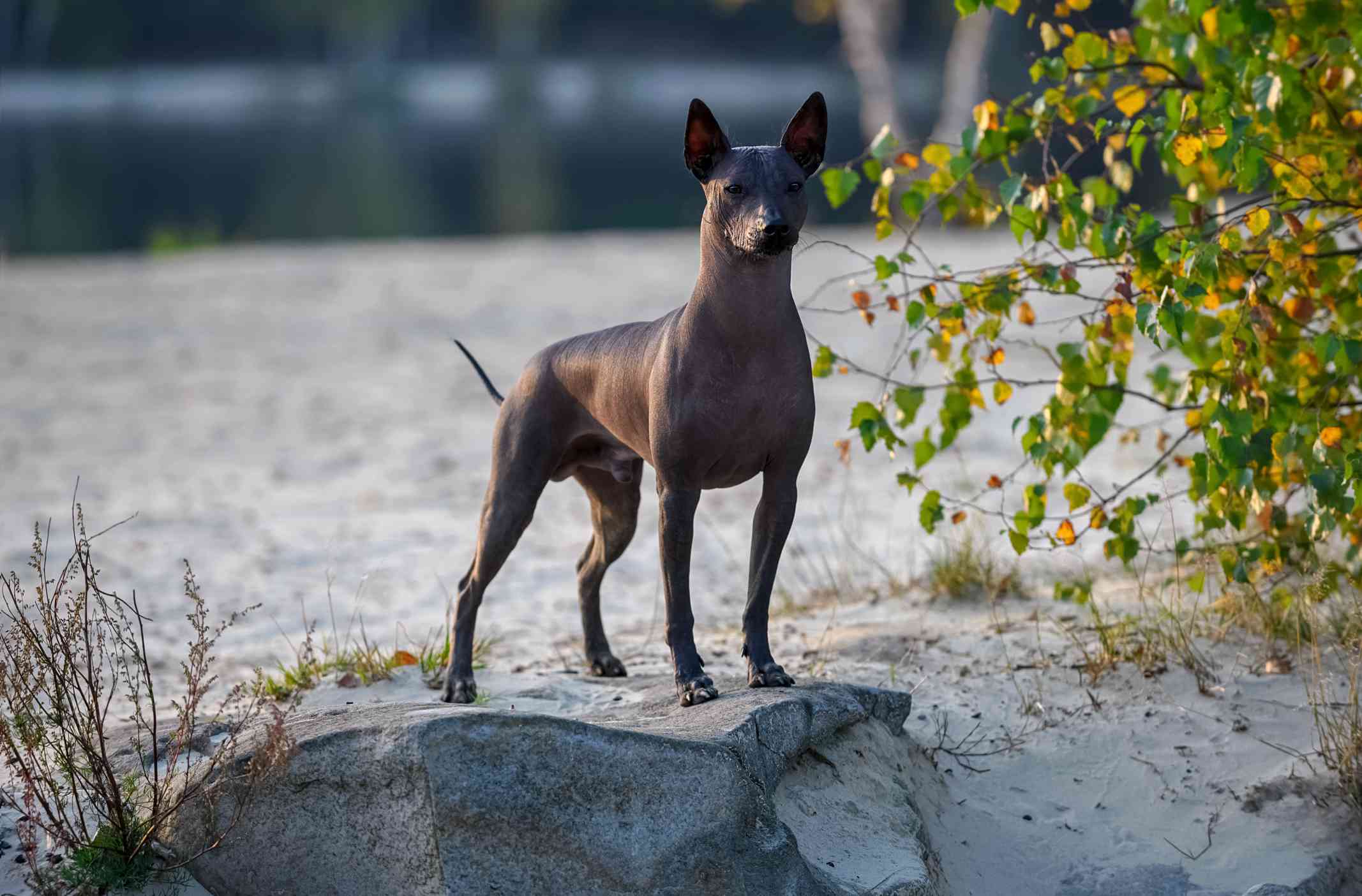 Xoloitzcuintle(墨西哥无毛狗)在日落时站在石头上，映衬着美丽的自然景观