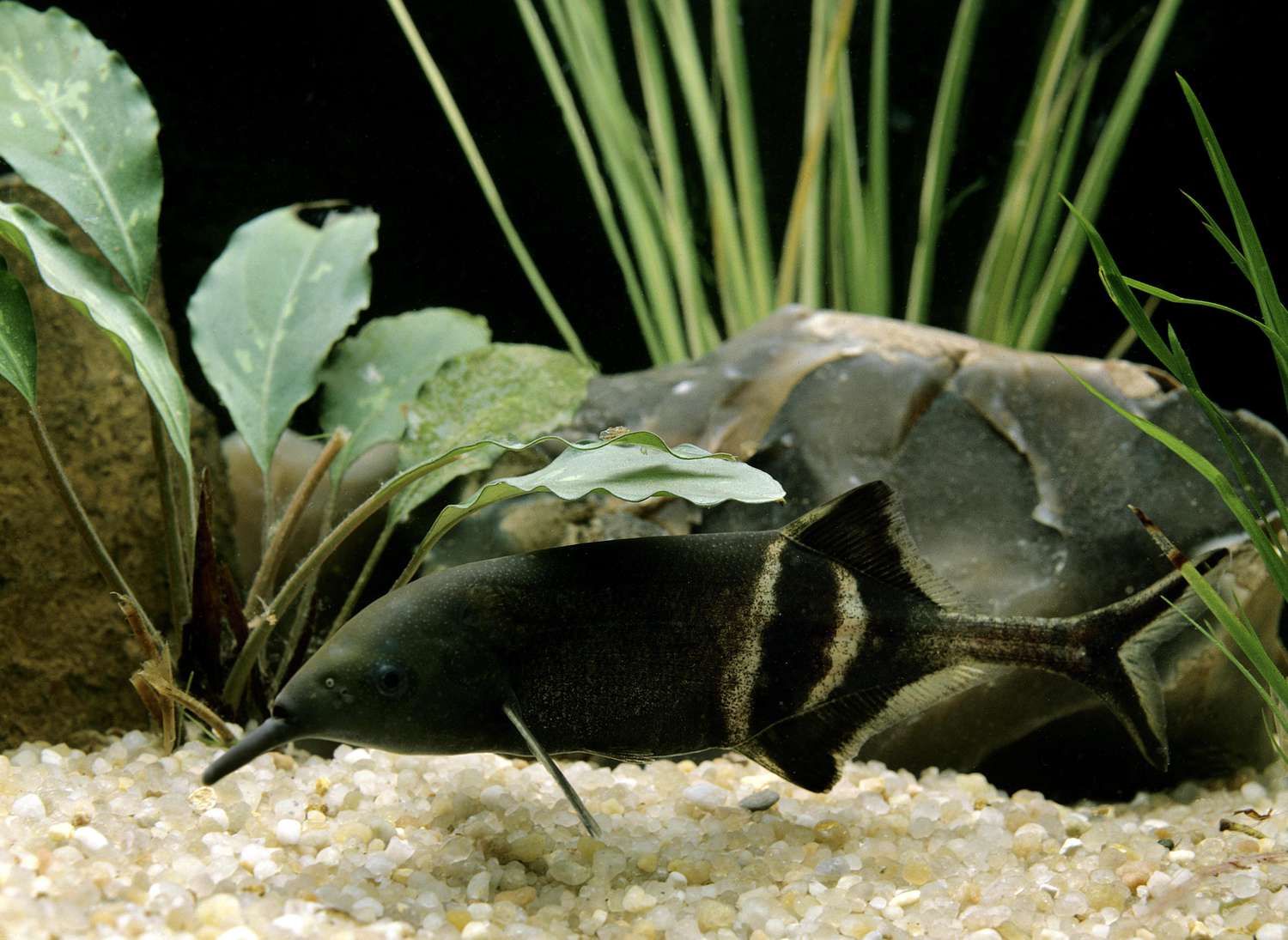 一条黑色的象鼻鱼在水下，周围是绿色的植物。