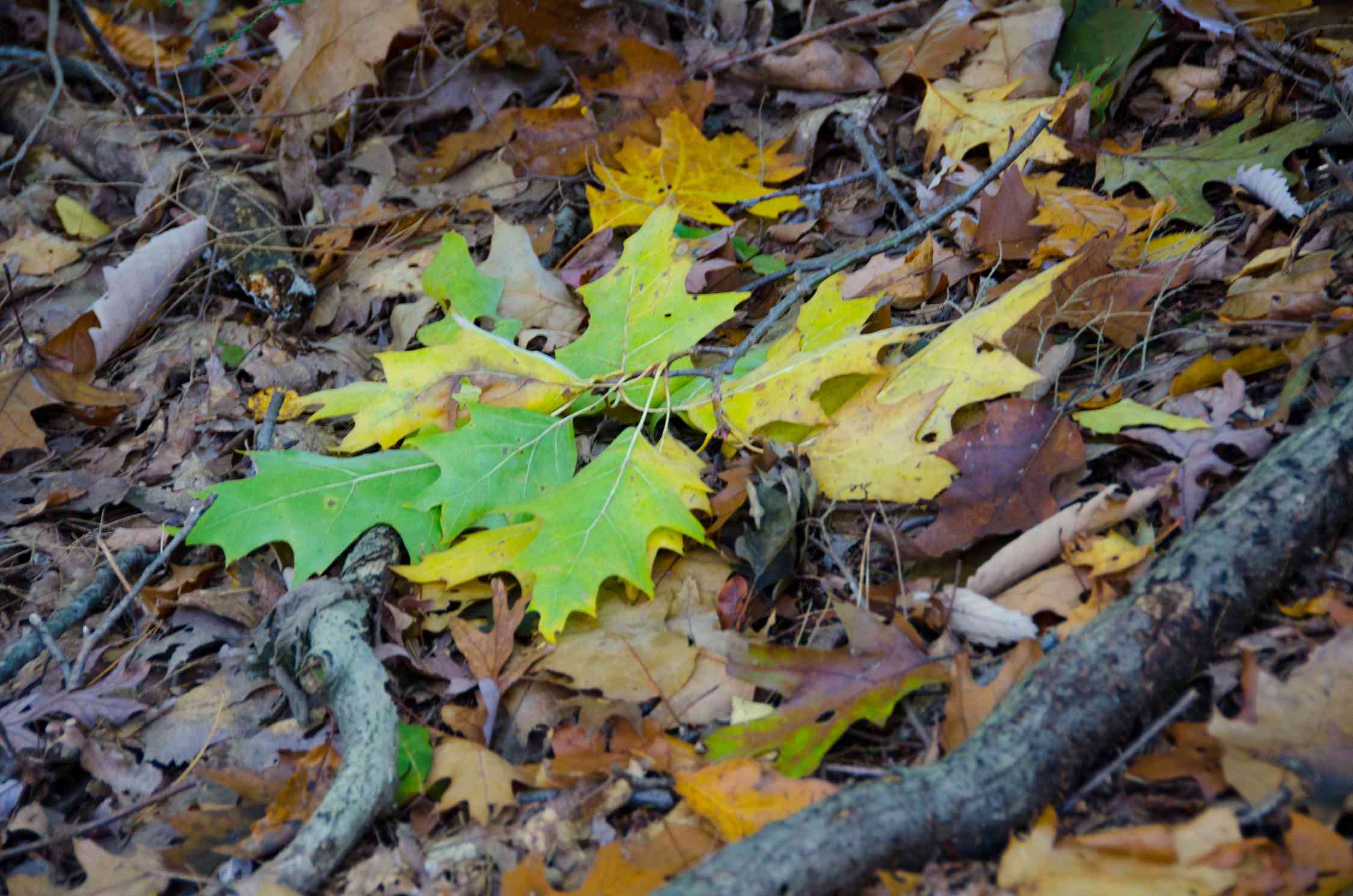 刚落下的绿色和黄色的橡树叶子在一堆棕色的叶子上＂width=
