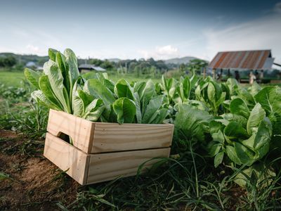 新鲜蔬菜绿色莴苣木箱箱集装箱在有机农场。