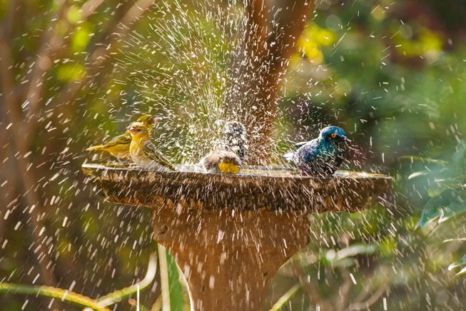 鸟在鸟盆里玩耍和溅水