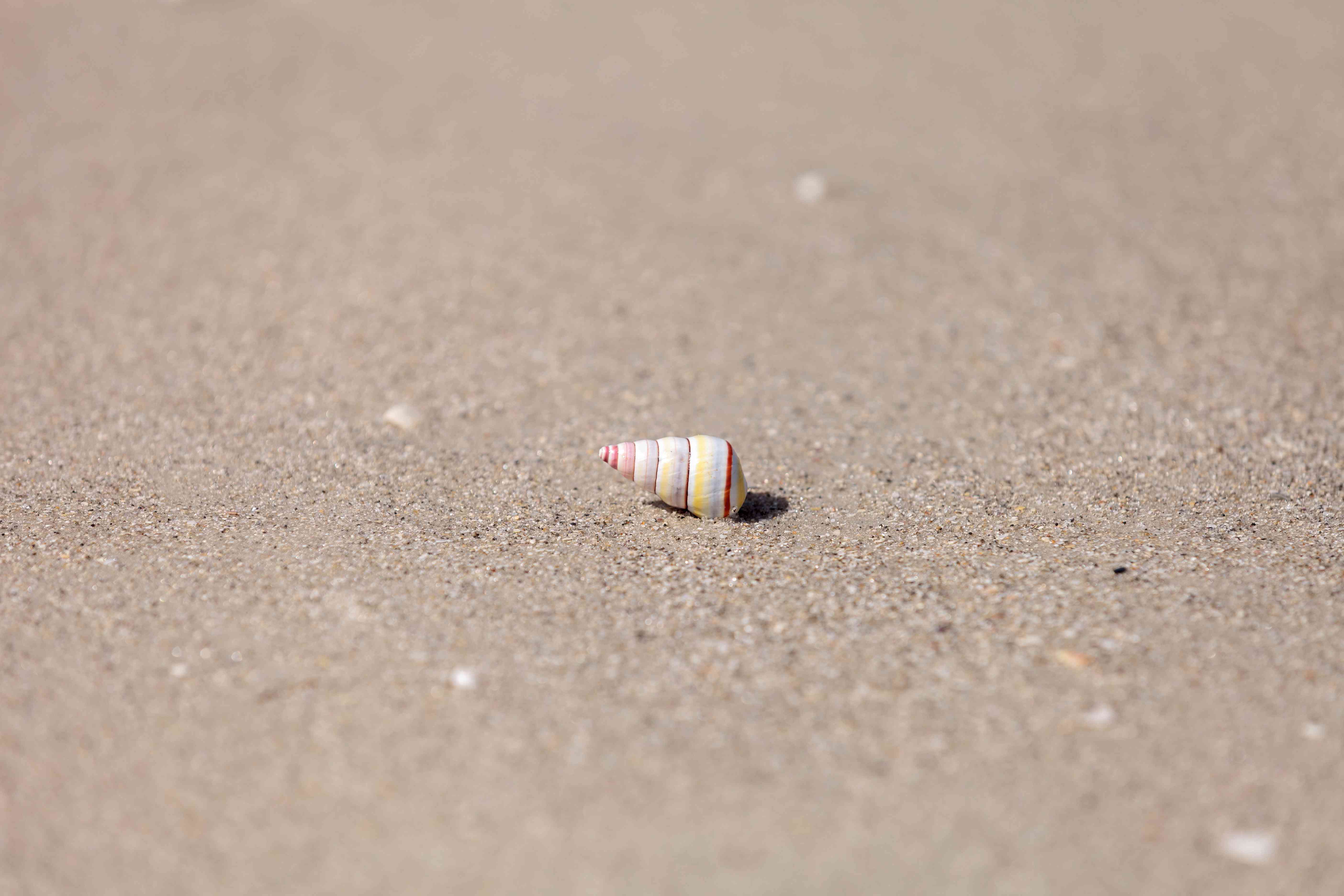 沙滩上的甘蔗蜗牛壳＂width=