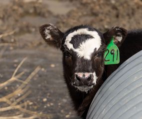 戴着耳牌的黑白奶牛从金属筒仓里探出头来