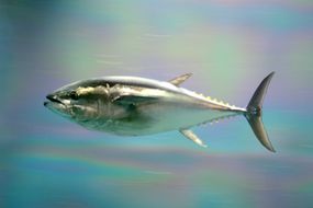 太平洋蓝鳍金枪鱼游泳