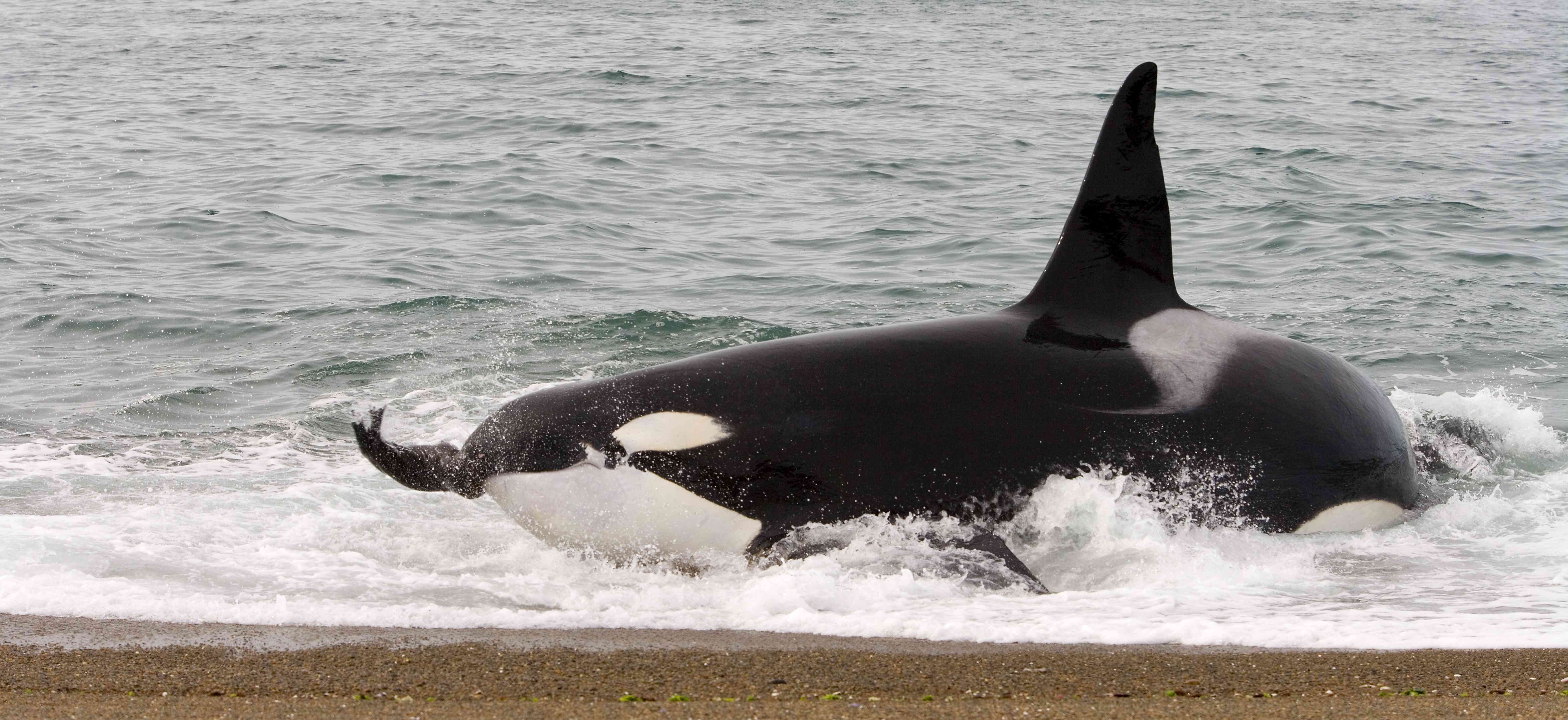 一只虎鲸从海滩附近的水中浮出水面，嘴里叼着猎物。＂width=