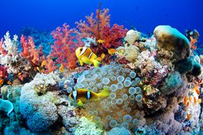 珊瑚礁充满了小丑鱼,海葵,珊瑚红色和白色的