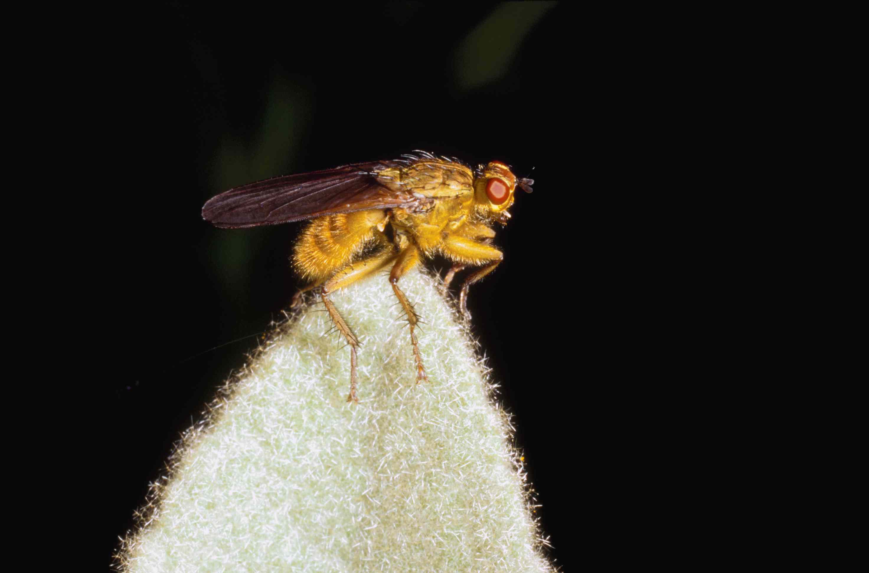 tachinid苍蝇（家庭tachinidae）