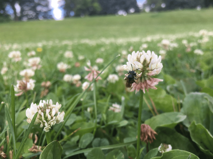 荷兰白三叶草上的蜜蜂