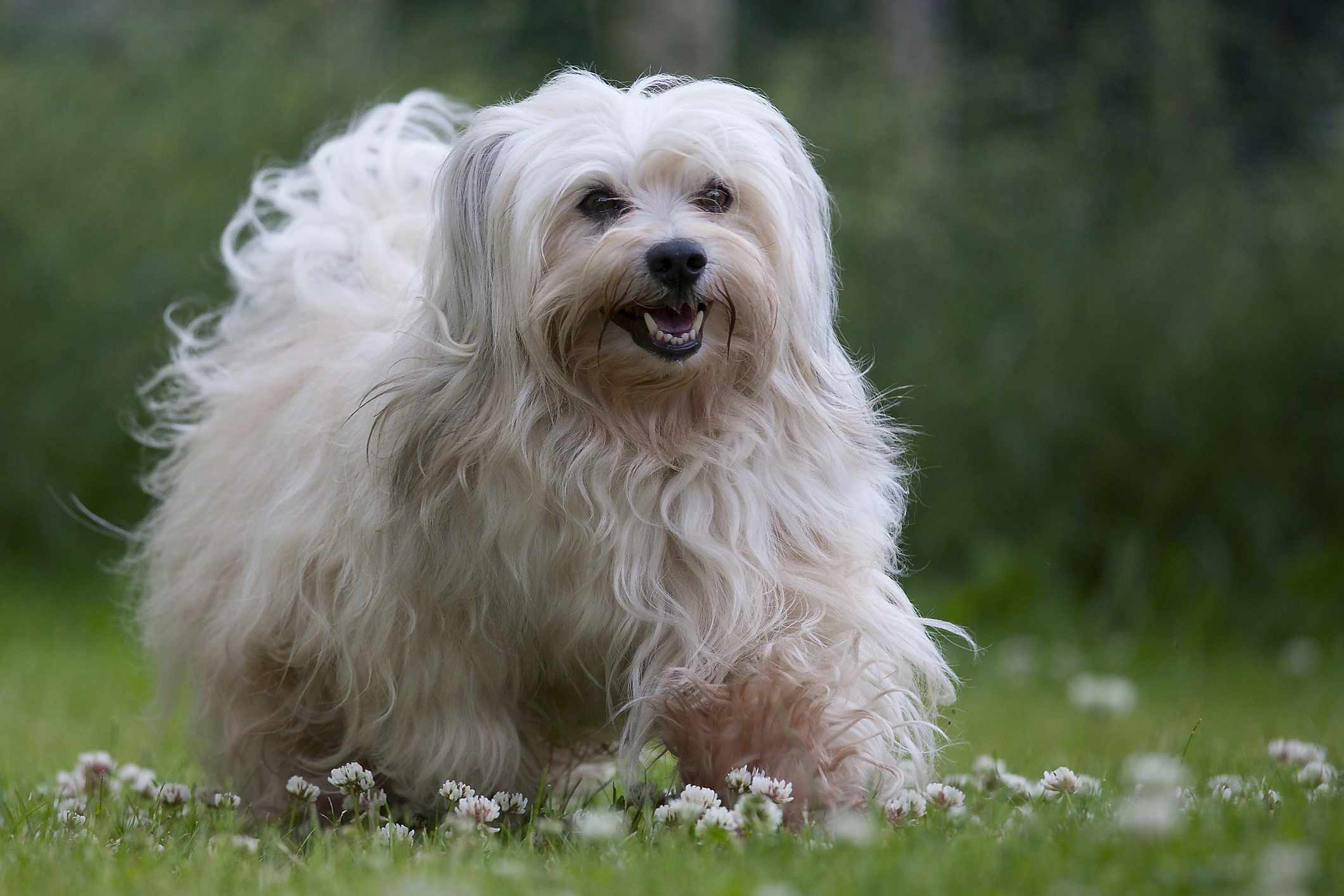 一只黑貂色的6岁年轻的雄性哈瓦那犬在带雏菊的绿色草地上。