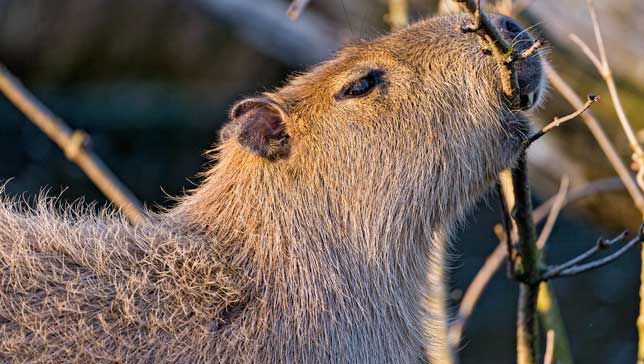capybara-eating”width=
