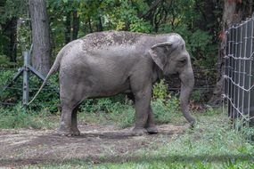 快乐的大象在布朗克斯动物园