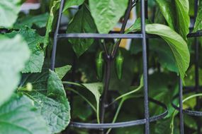 在金属棚架的帮助下，青椒在花园里生长