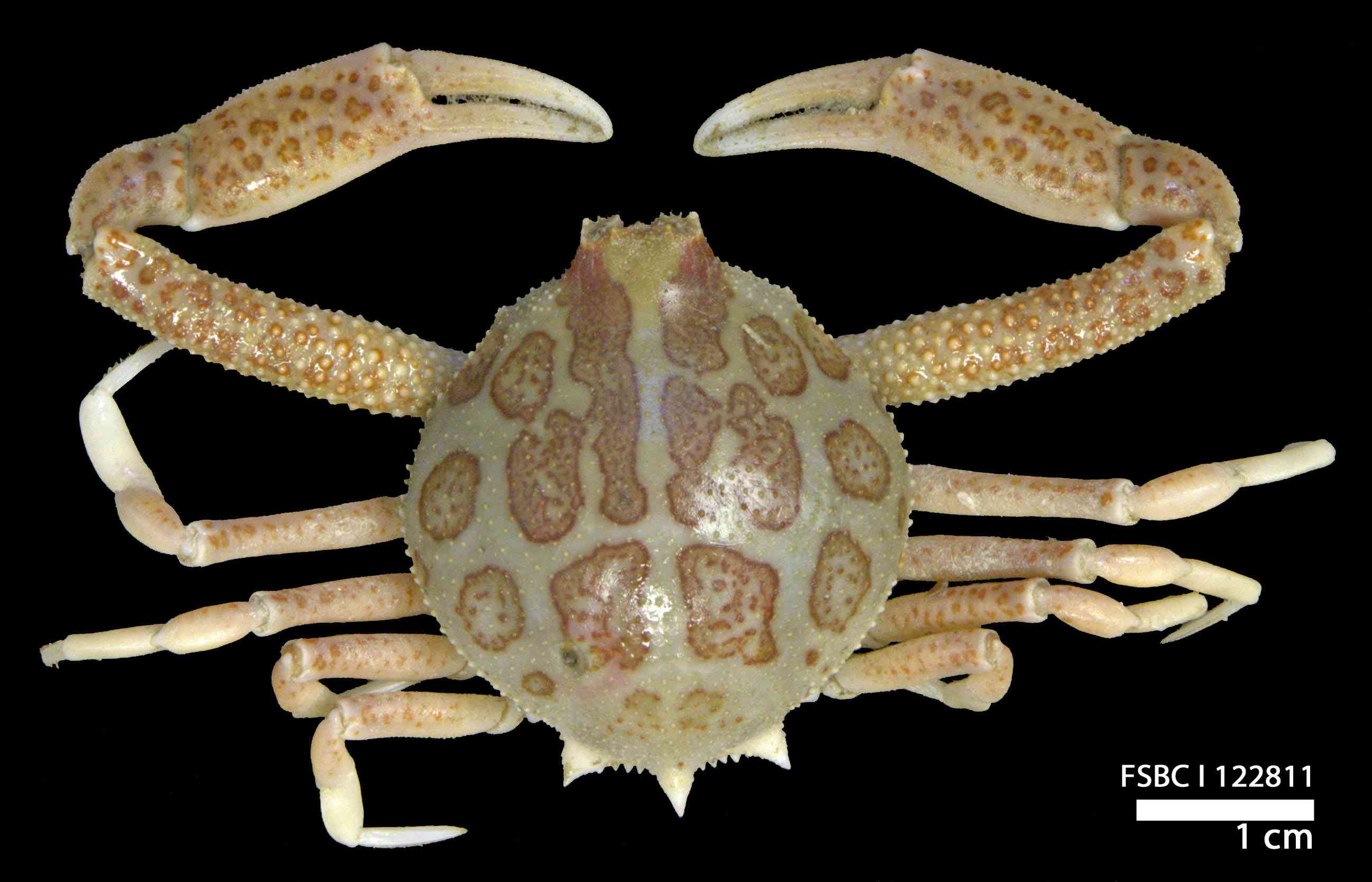 斑驳袋蟹