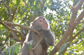一只台湾岩猴坐在树枝上向上看。＂width=