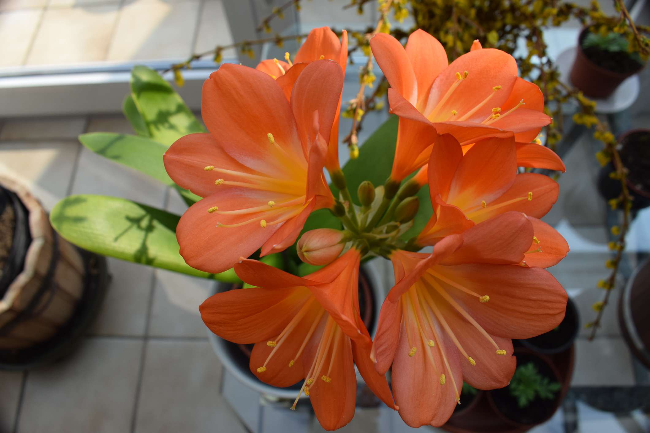 Clivia miniata(灌木百合)生长在室内＂width=