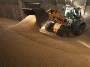 拖拉机推新小麦