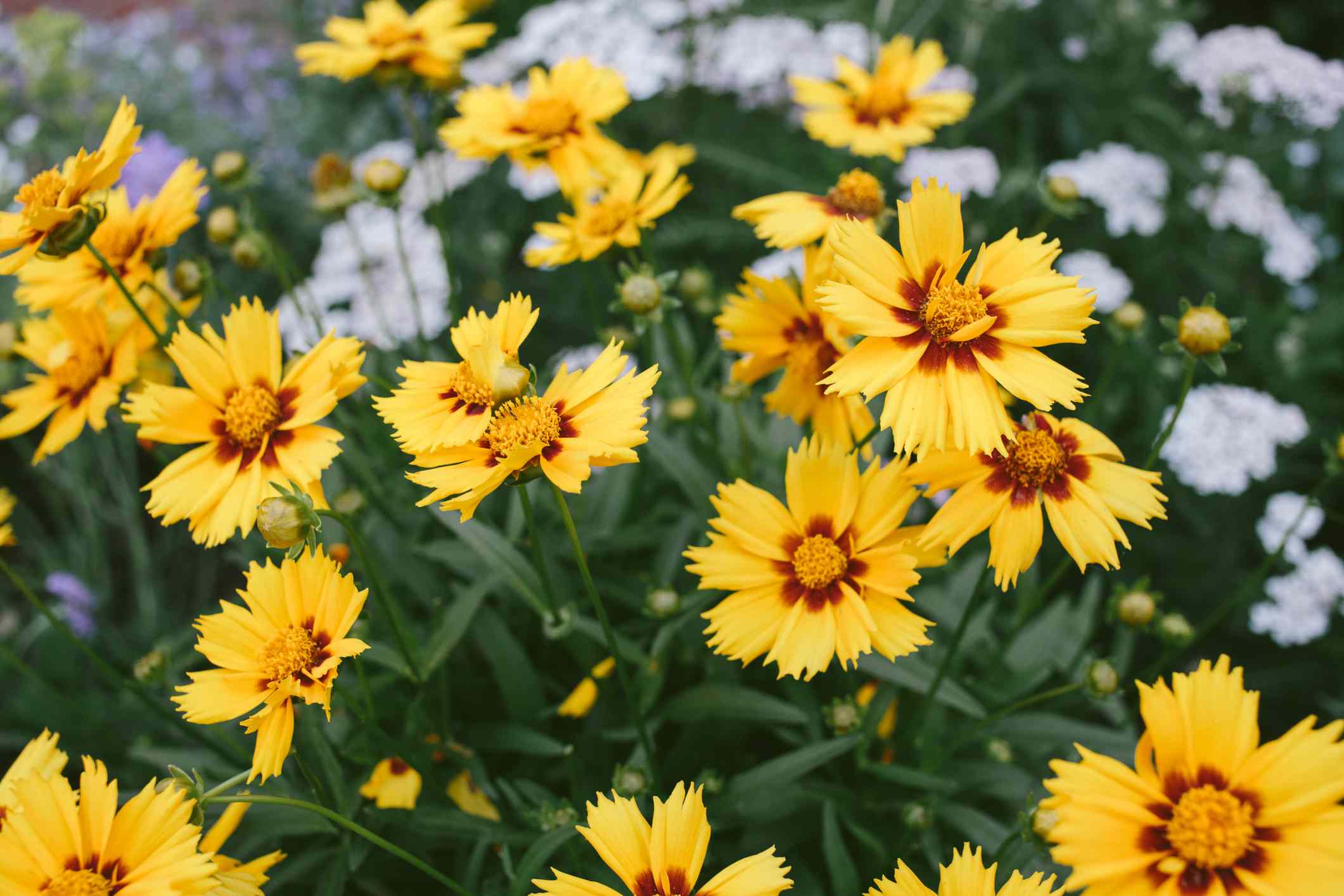 滴答（Coreopsis spp。）