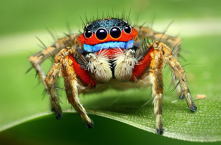 一只跳蛛的特写，展示了它头上和腿上的毛发和眼睛下面的蓝色条纹