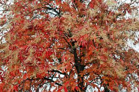 酸木树，顶部有红叶。