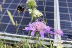 飞行在一朵花附近的大黄蜂与在背景中的太阳电池板