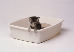 小猫在猫砂盒里