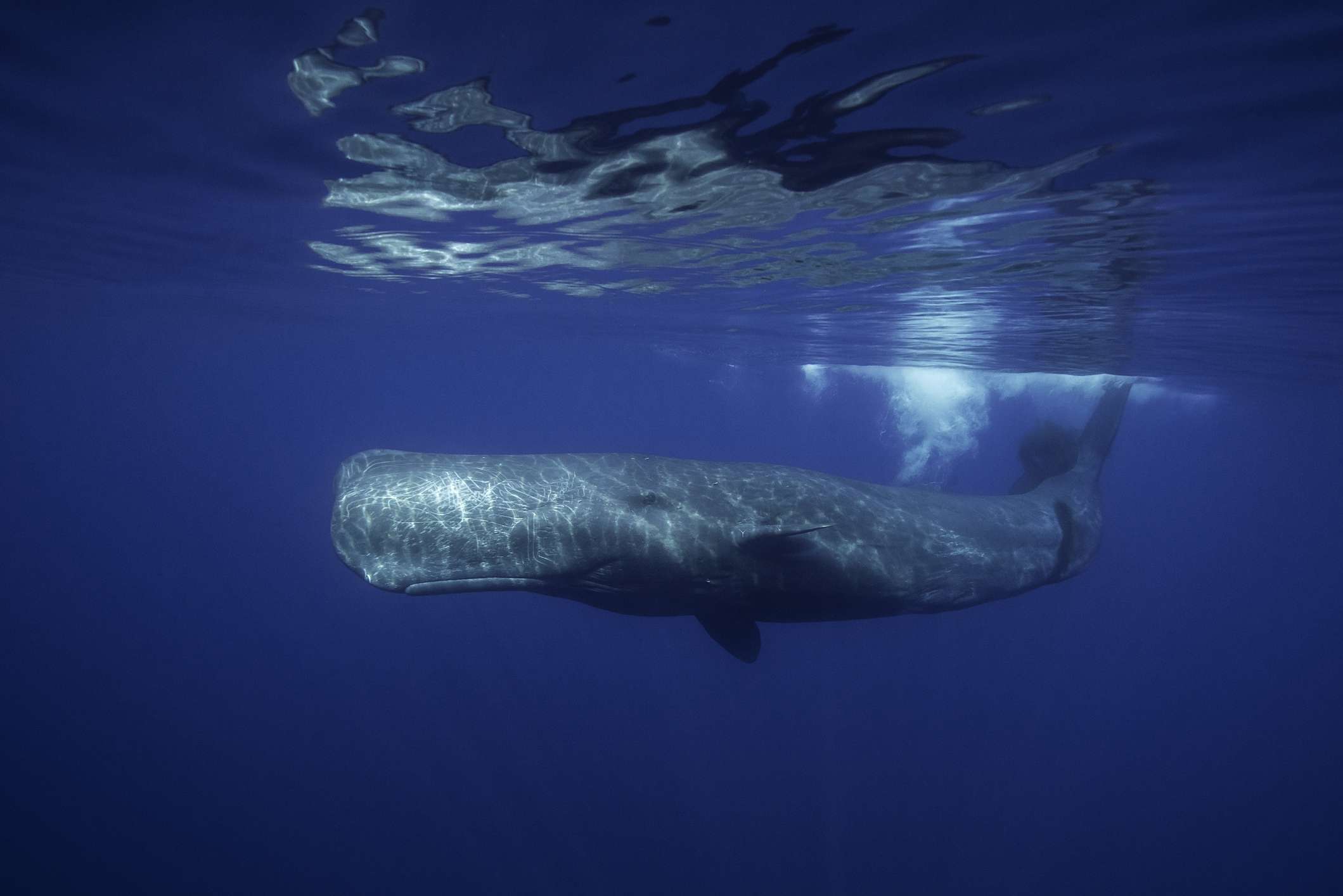 一只雄性抹香鲸在海面游来游去。＂width=