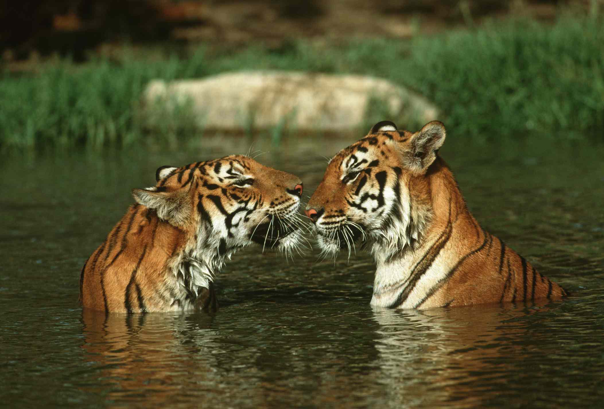两只老虎，鼻子对鼻子，胸深地陷在河里＂width=