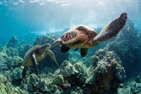 两只棕色海龟在蓝色海洋的珊瑚上游泳＂width=