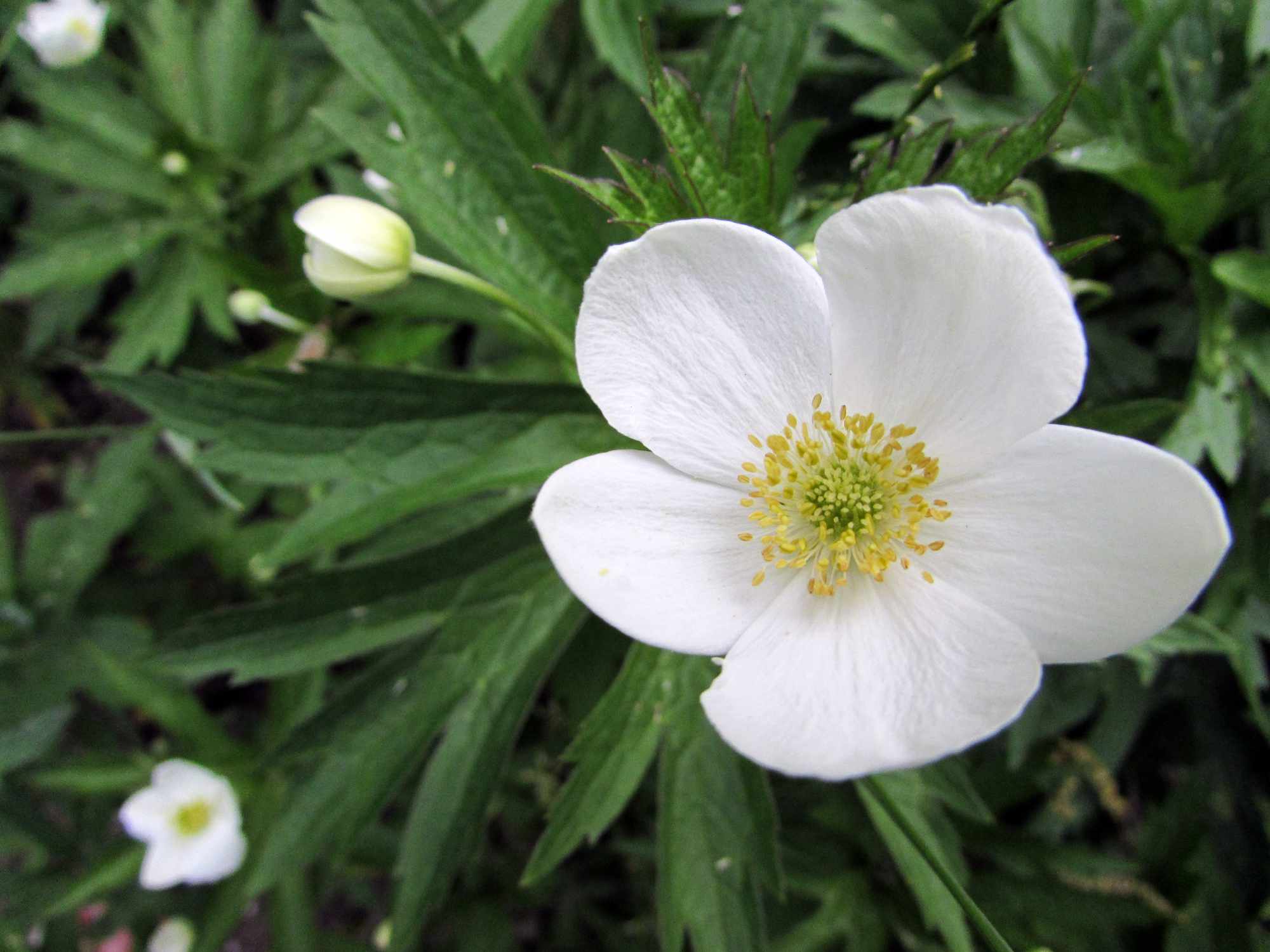 加拿大风花(加拿大银莲花)