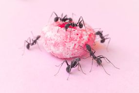 工作室拍摄的一群蚂蚁与大颜色谷物圈一起工作。